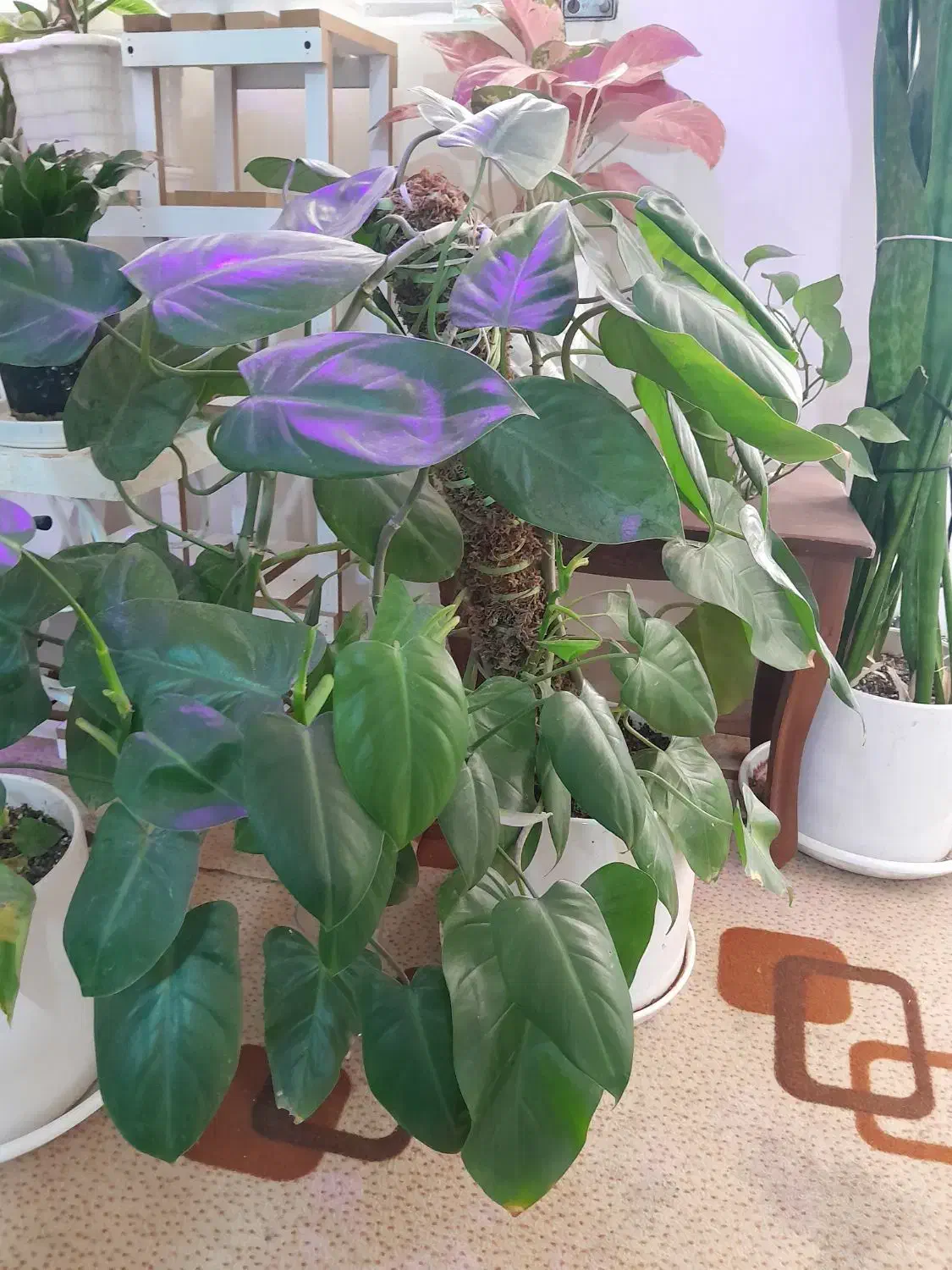 انواع گیاهان کلکسیونی خاص|گل و گیاه طبیعی|بهبهان, |دیوار