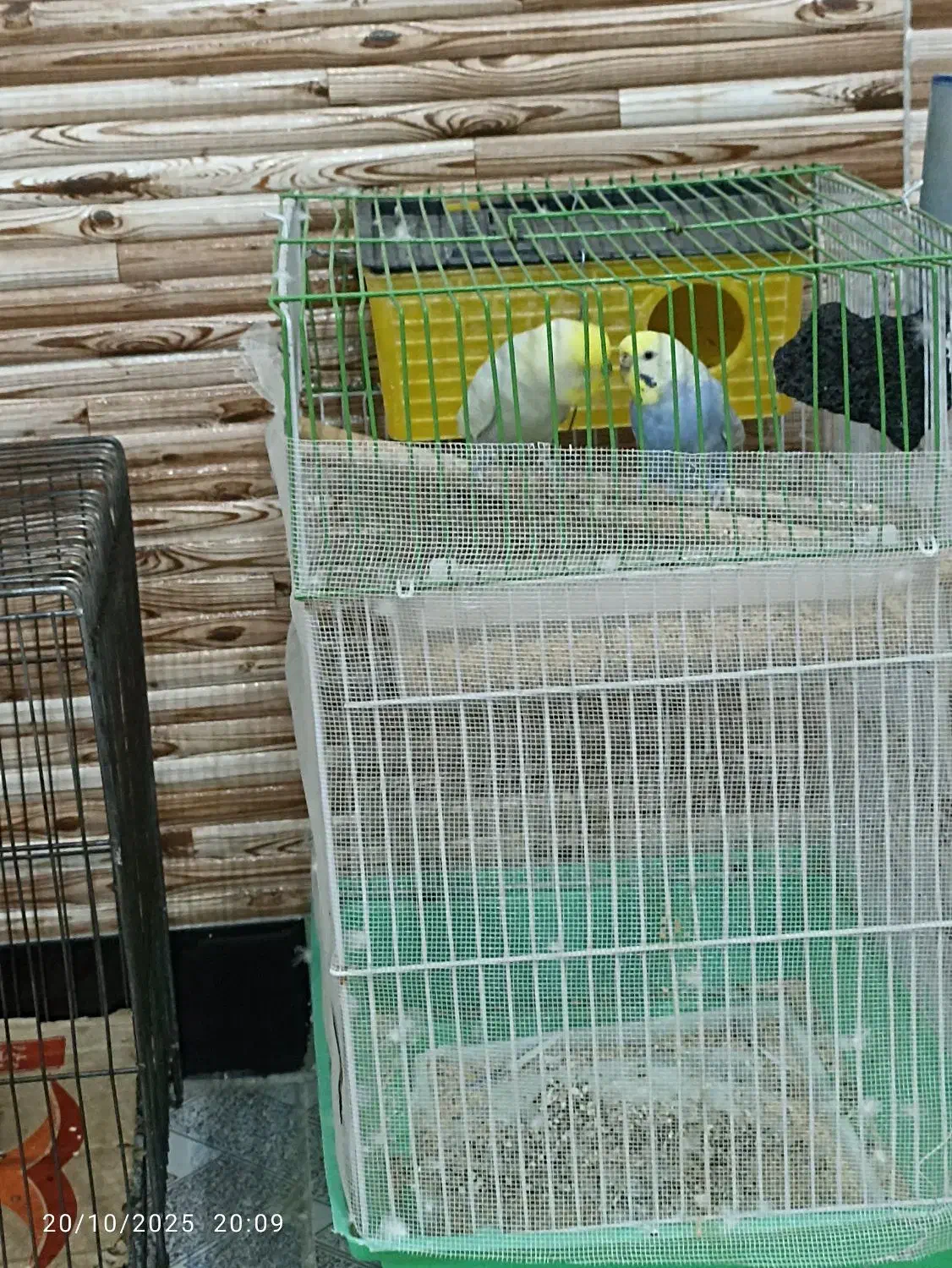 مرغ عشق|پرنده|مریوان, |دیوار