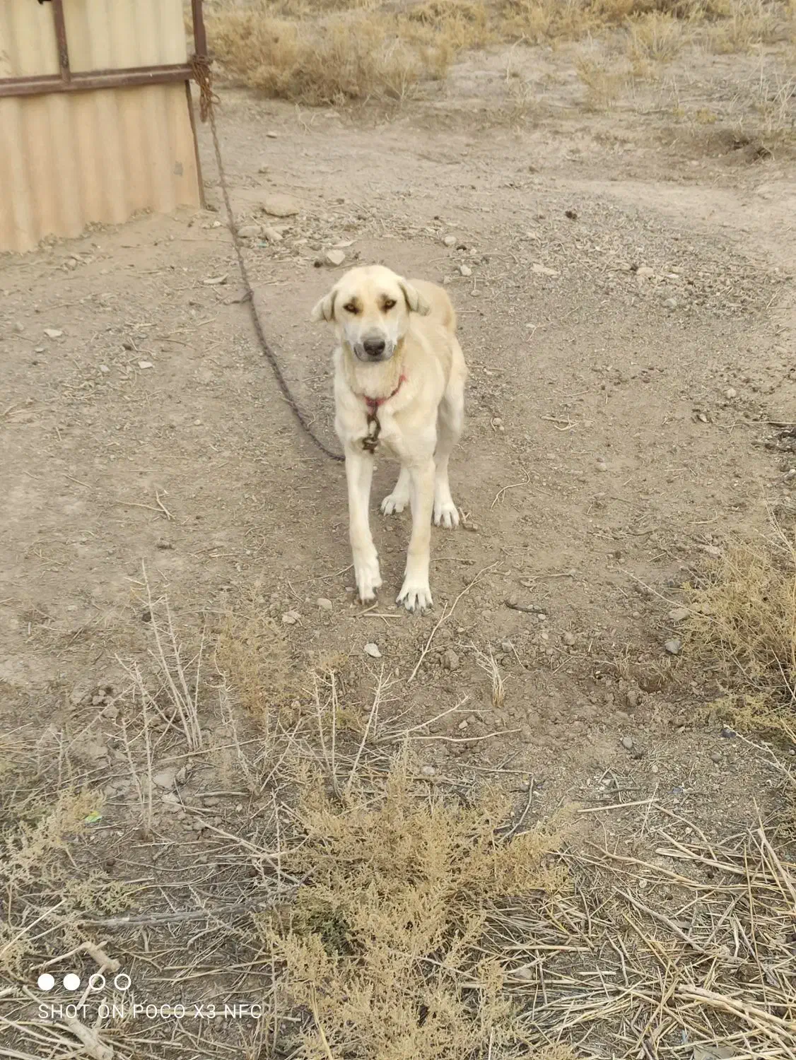 سگ سراب گله گرگرو سگ ژرمن نگهبان|سگ|صوفیان, |دیوار