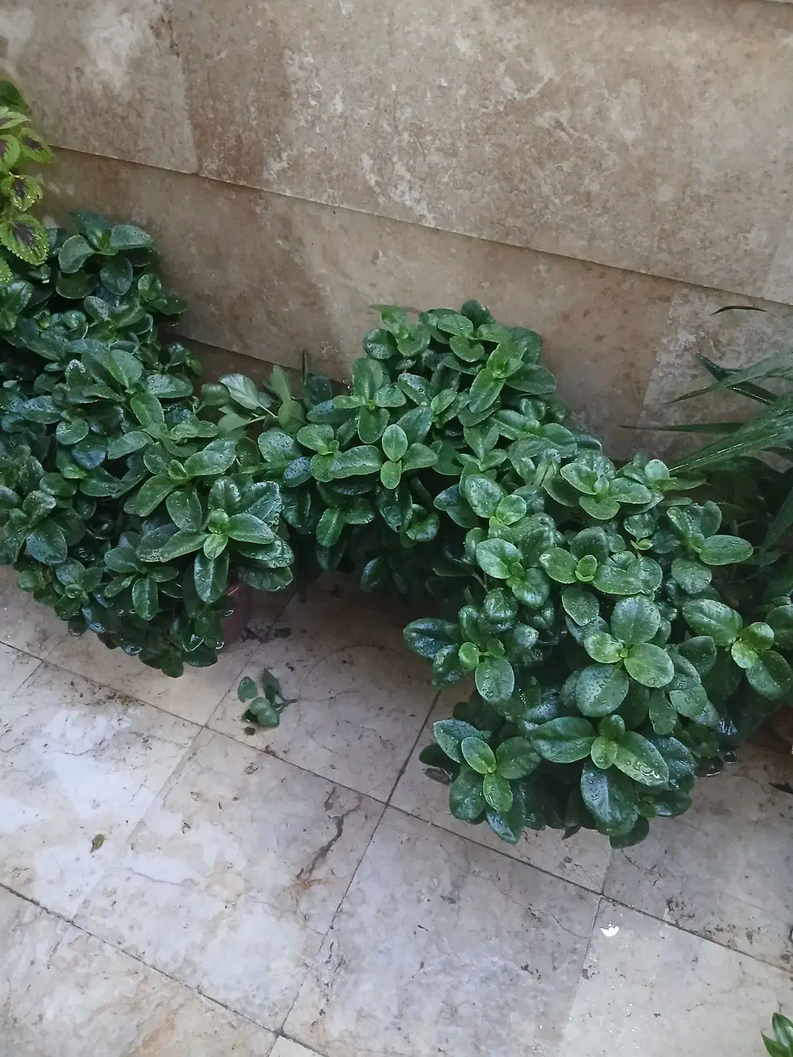 گل قاشقی بزرگ|گل و گیاه طبیعی|شهریار, شهرک وائین|دیوار