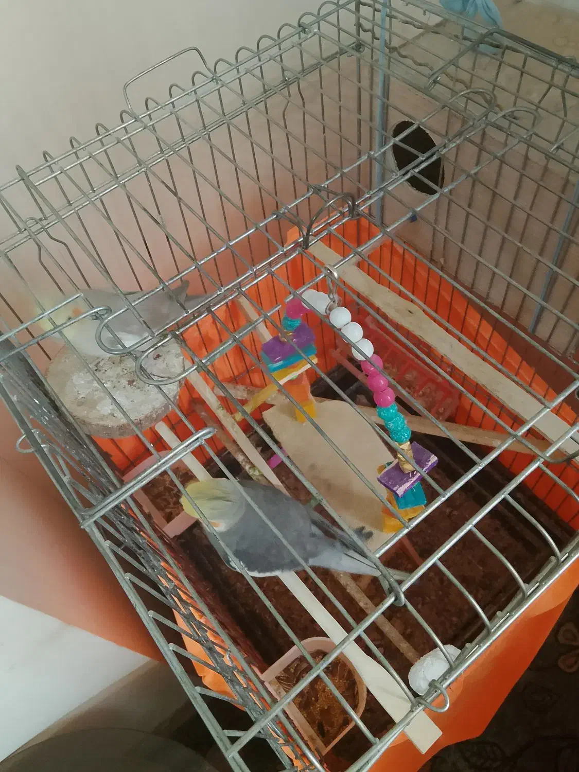 عروس هلندی|پرنده|بهارستان, |دیوار