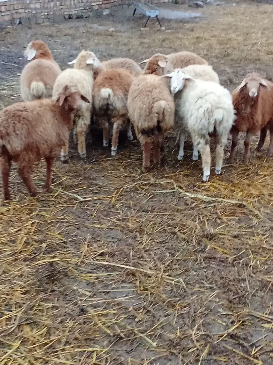 10راس بره نروماده|حیوانات مزرعه|قشلاق دشت, |دیوار