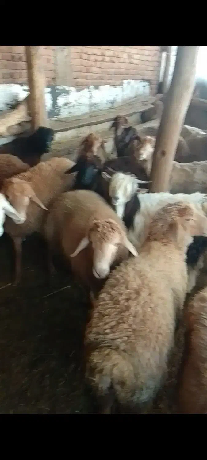 ۳۵۵۰۰۰۰۰|حیوانات مزرعه|سرعین, |دیوار