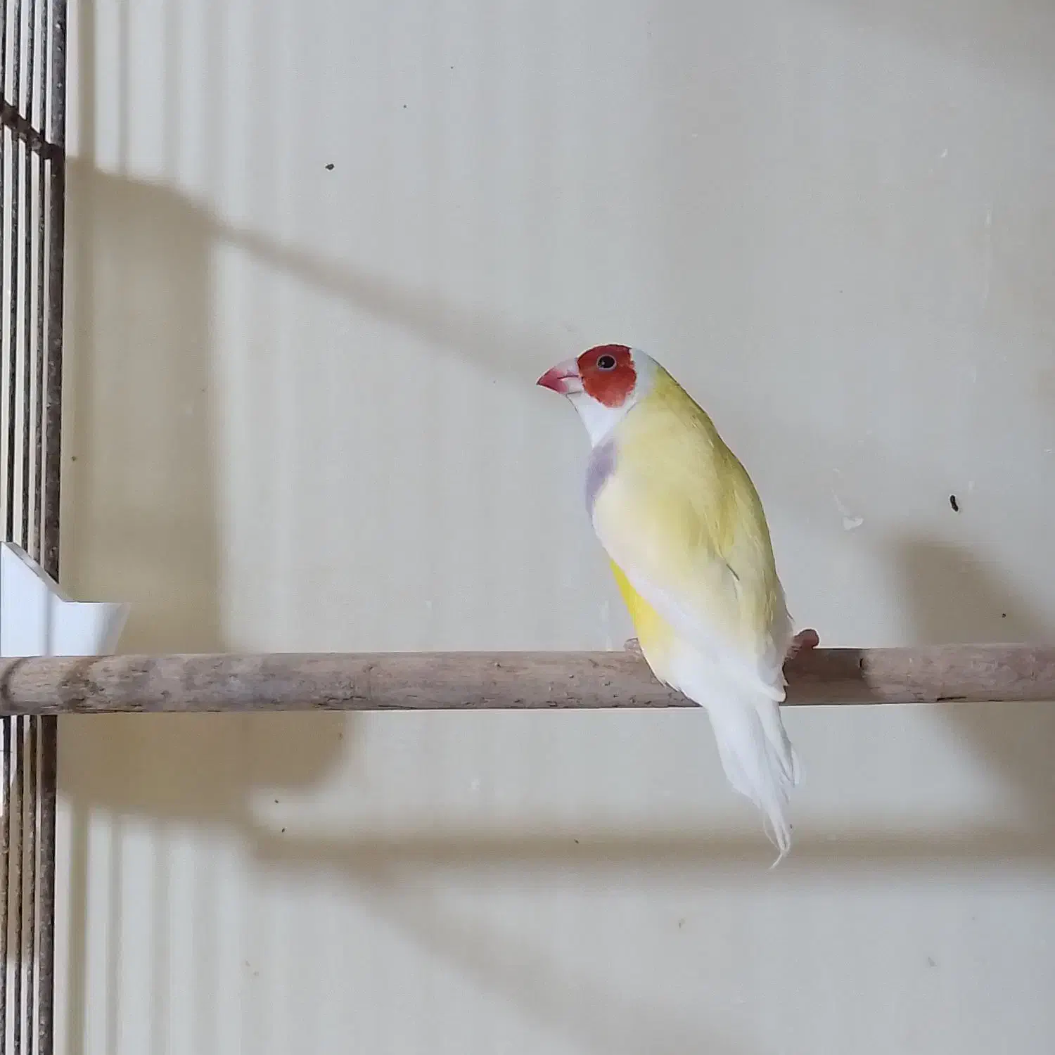 فنچ گلدین نر|پرنده|رشت, تازه آباد|دیوار