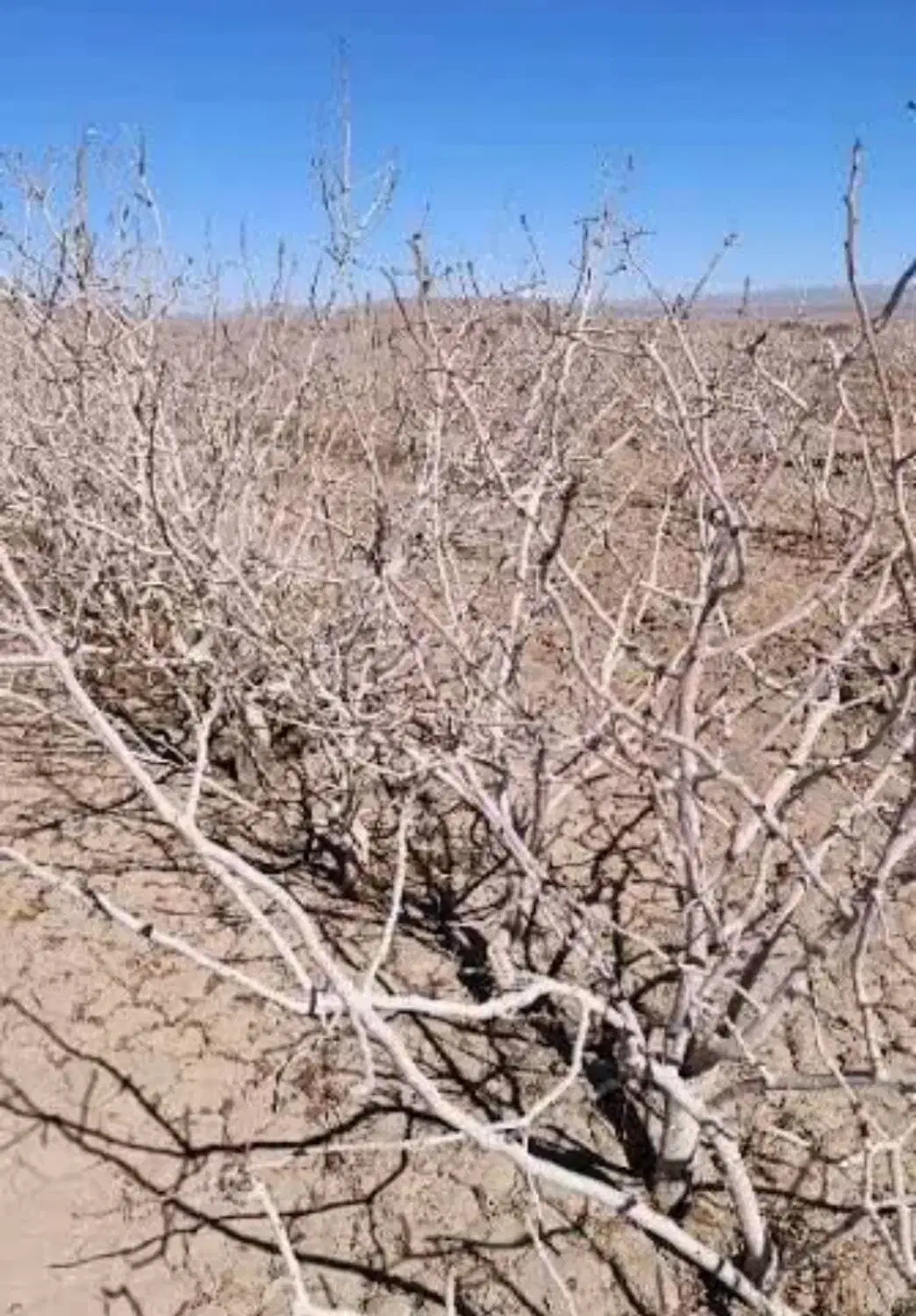 آب و زمین پسته|فروش دفتر صنعتی، کشاورزی، تجاری|بافق, |دیوار