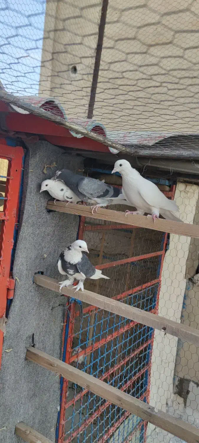 کبوتر|پرنده|تهران, مشیریه|دیوار