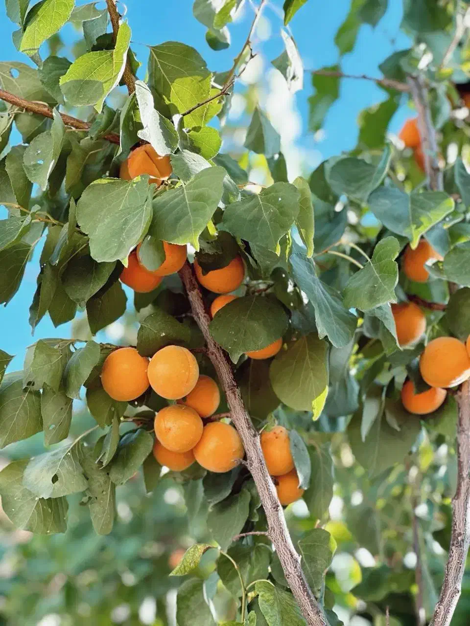 نهال زردآلو پربازده و شیرین|خدمات باغبانی و درختکاری|میانه, |دیوار