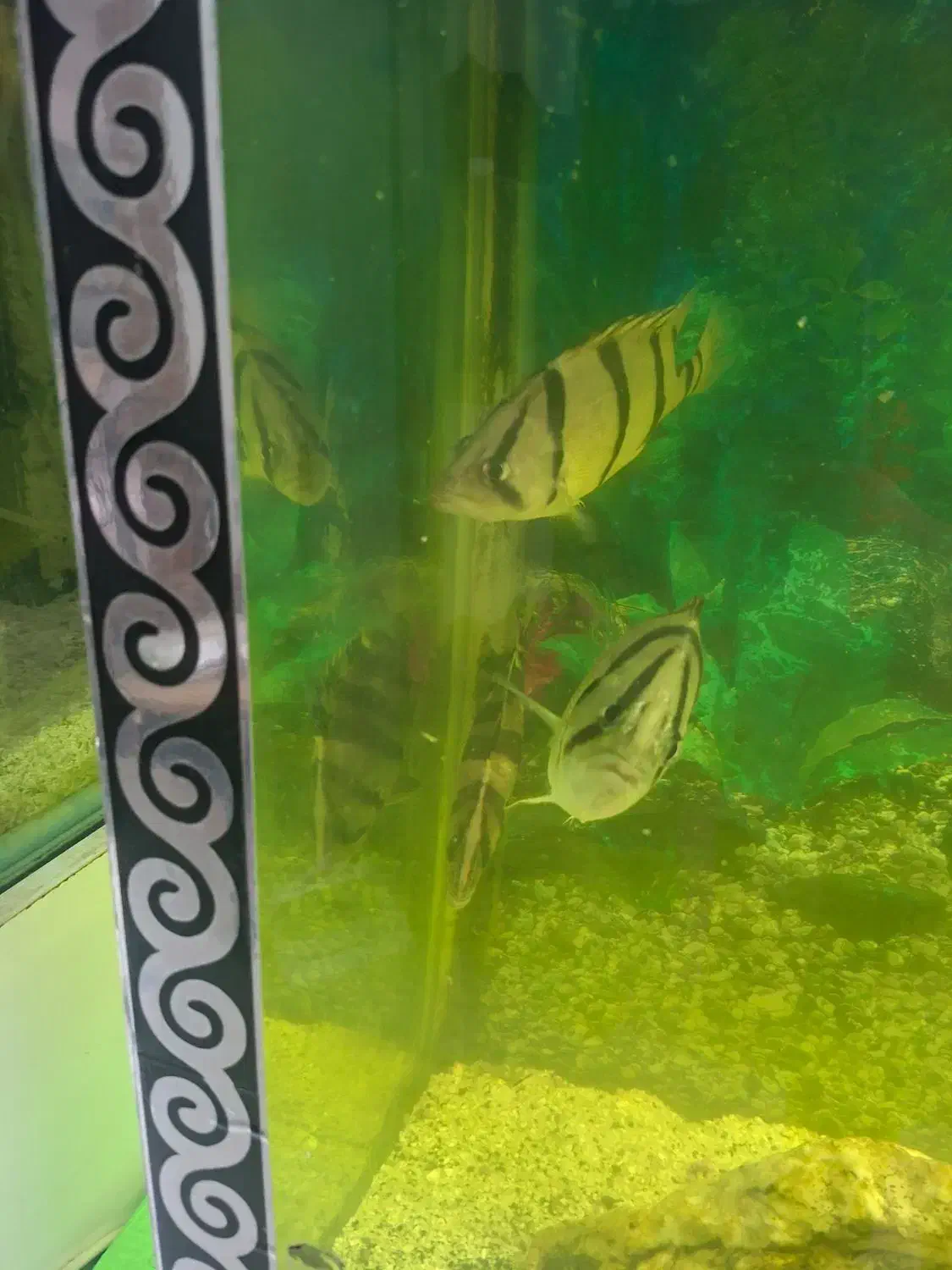 فروش تعدادی ماهی گوشتخوار|ماهی|شاهینشهر, شهرک ردانی پور|دیوار