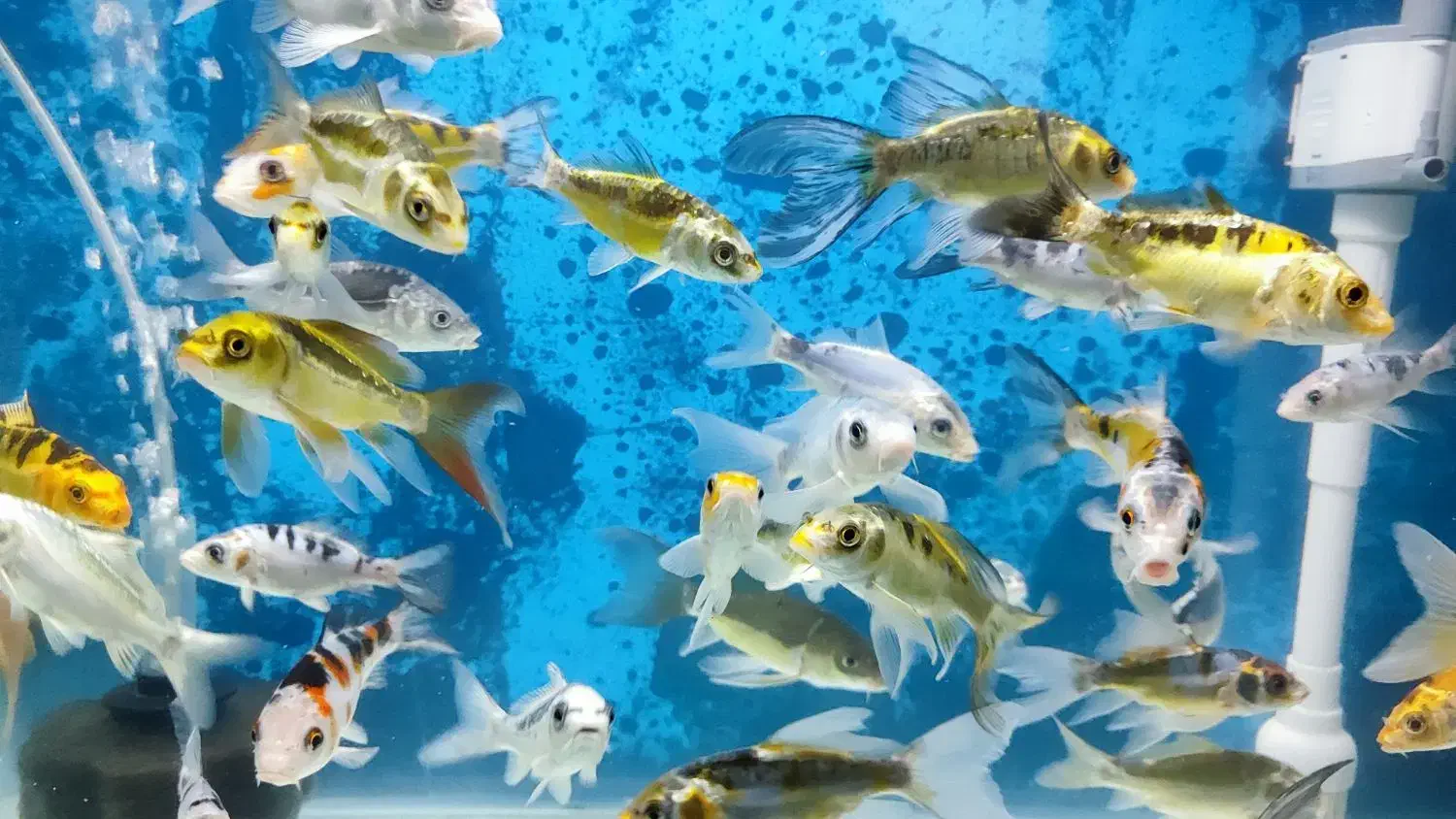 گله ماهی کوی|ماهی|تهران, شهرک دریا|دیوار