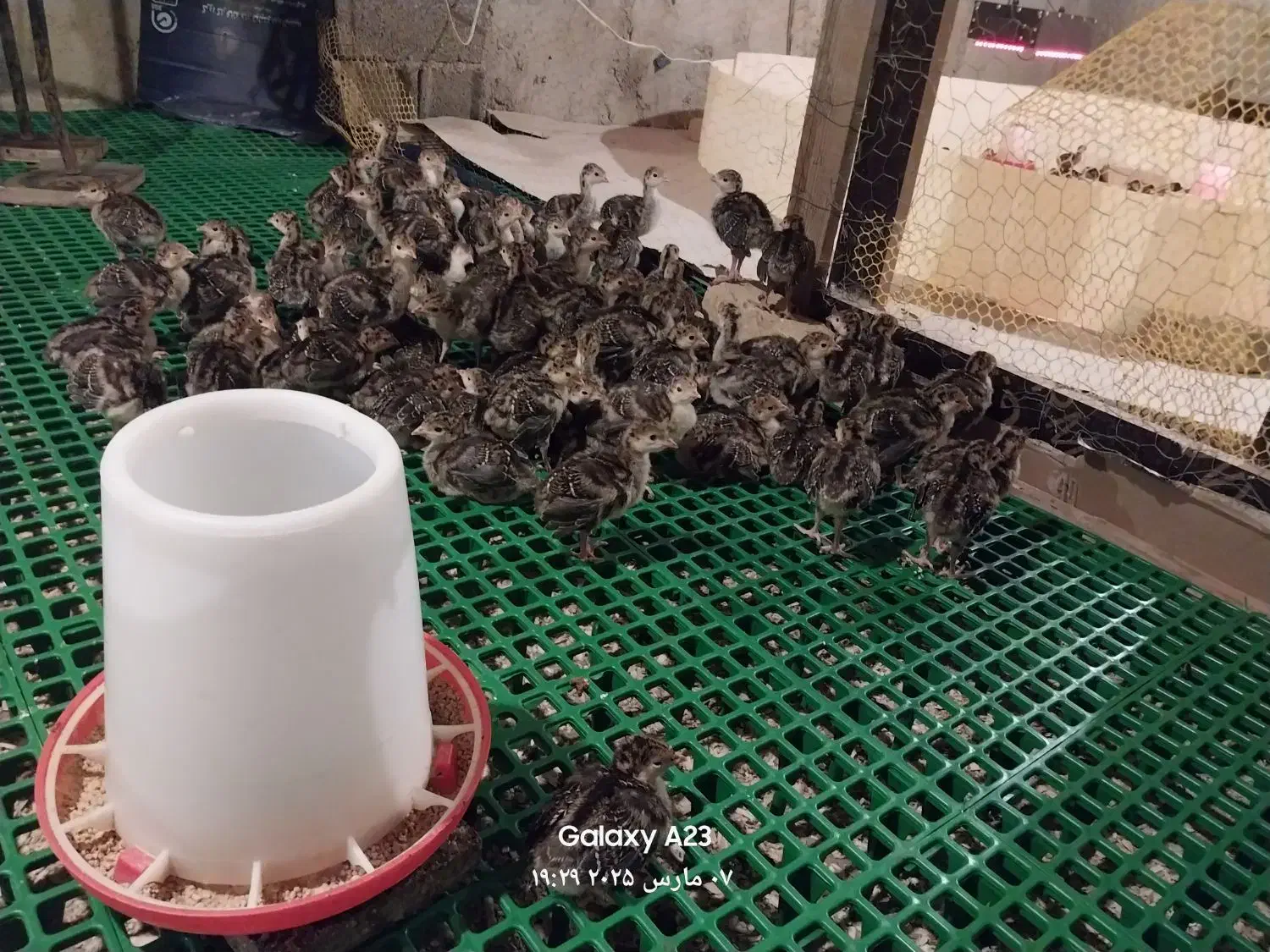 جوجه بوقلمون برنز 10 روزه و یک روزه|حیوانات مزرعه|هشتگرد, شهرک اداری|دیوار