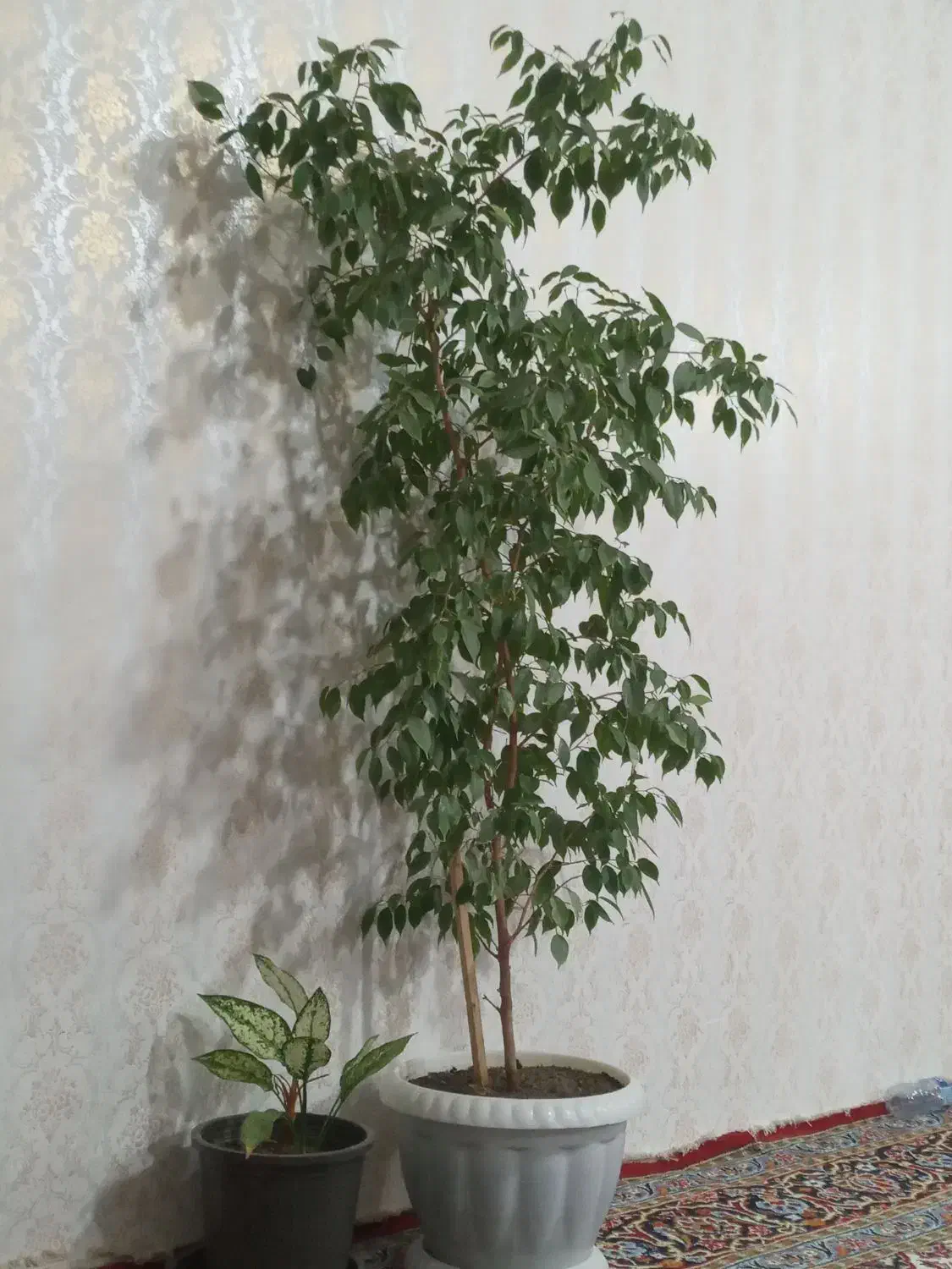 گل عالی|گل و گیاه طبیعی|اهر, |دیوار