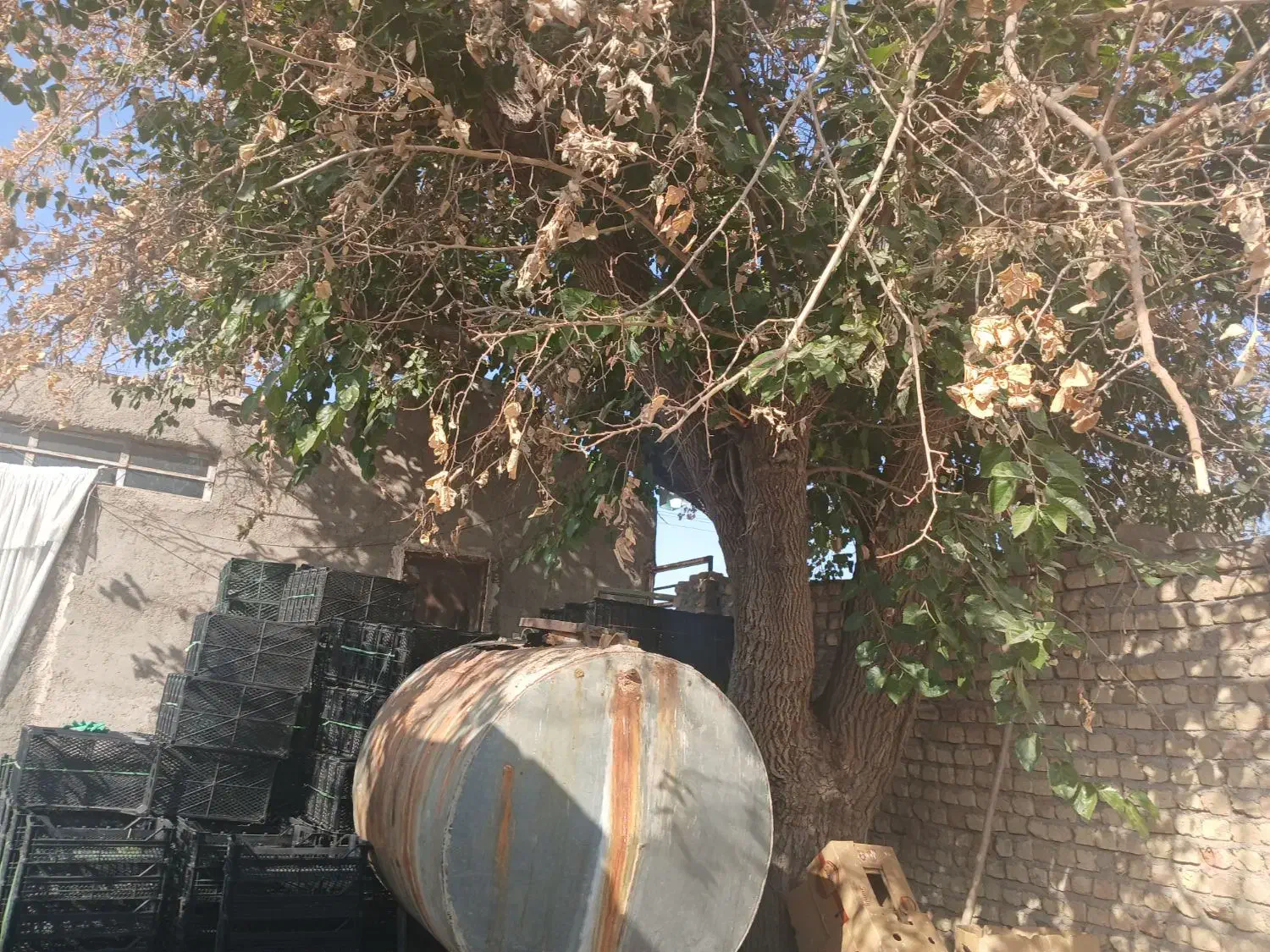 باغ انار 15هزار متر دارای موتوراب|فروش دفتر صنعتی، کشاورزی، تجاری|قاهان, |دیوار