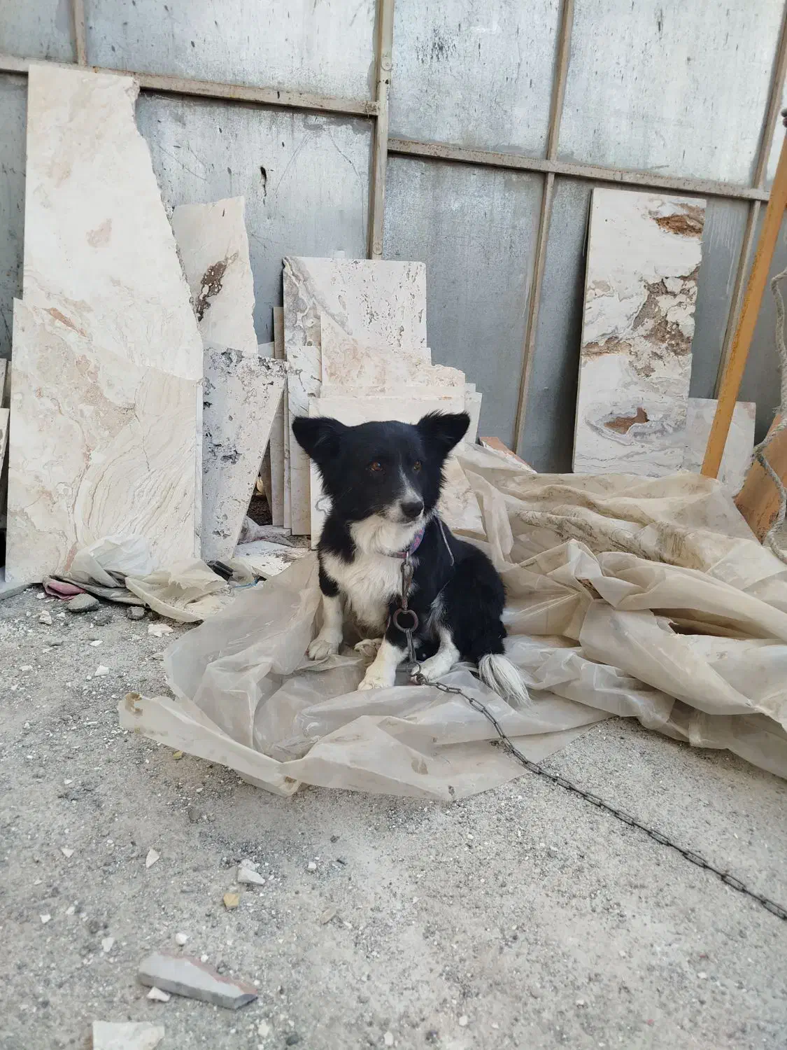 یک عدد سگ از نژاد ترکیبی بوردر کولی واگذار می شود|سگ|مشهد, امیریه|دیوار