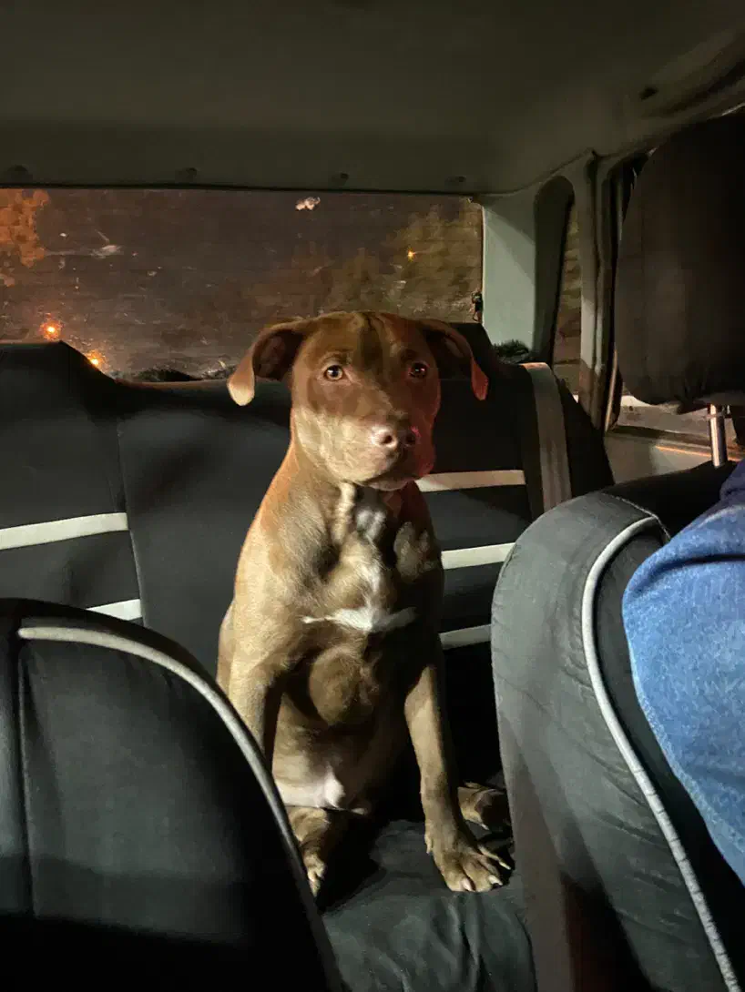 سگ بادیگارد|سگ|مشهد, حسین‌آباد|دیوار