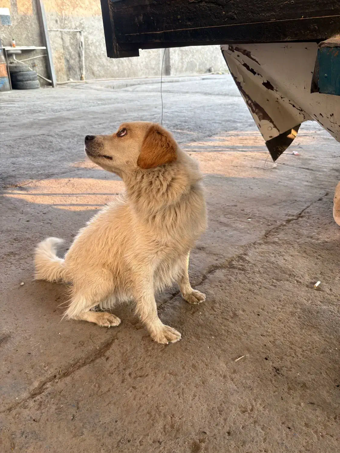 سگ اشپیتز تربیت شده|سگ|ابریشم, |دیوار