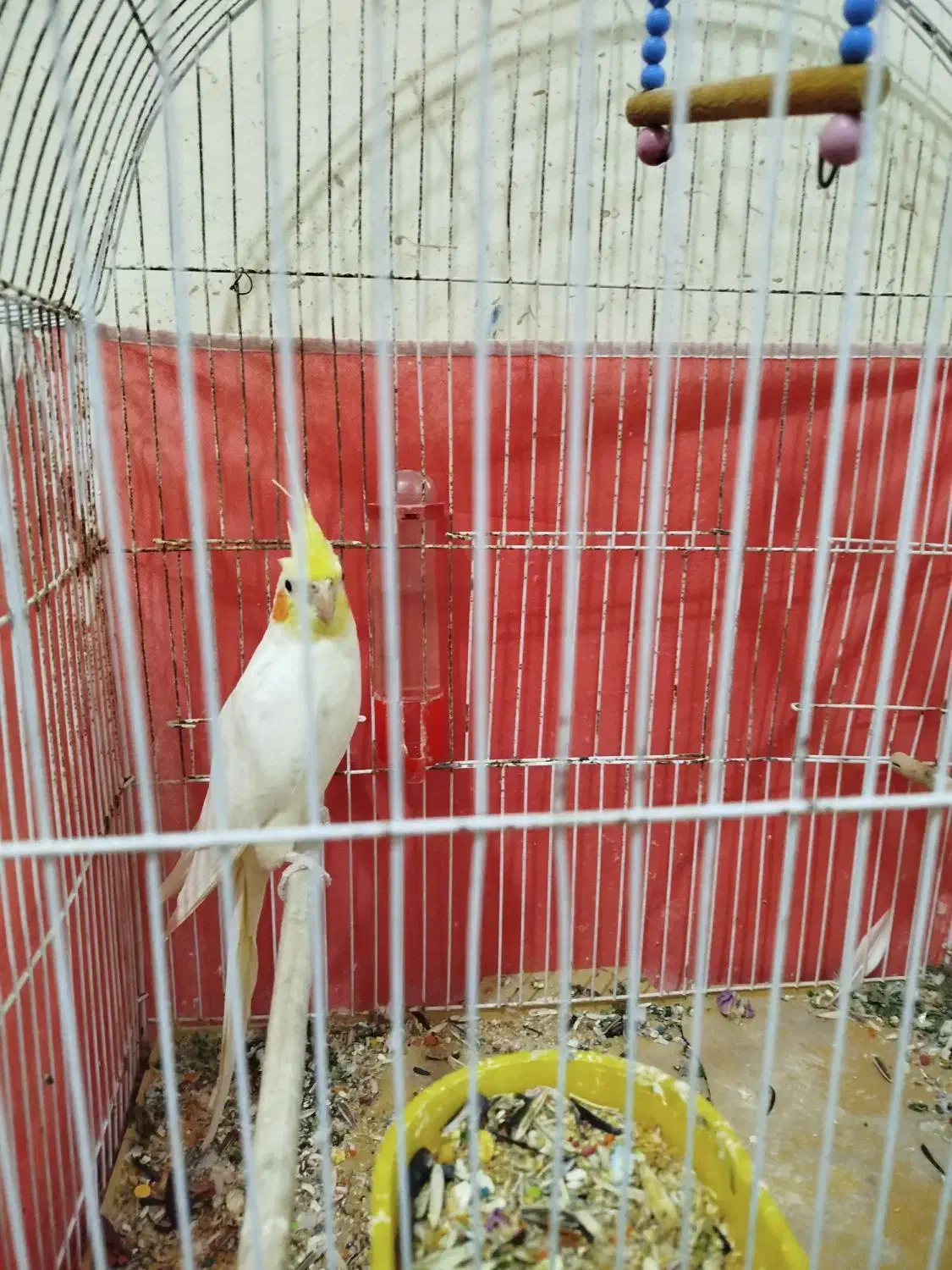 عروس هلندی|پرنده|مسجد سلیمان, |دیوار