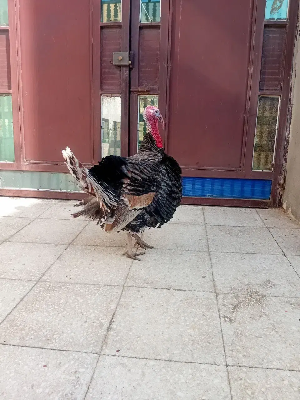 بوقلمون نر|حیوانات مزرعه|دیواندره, |دیوار