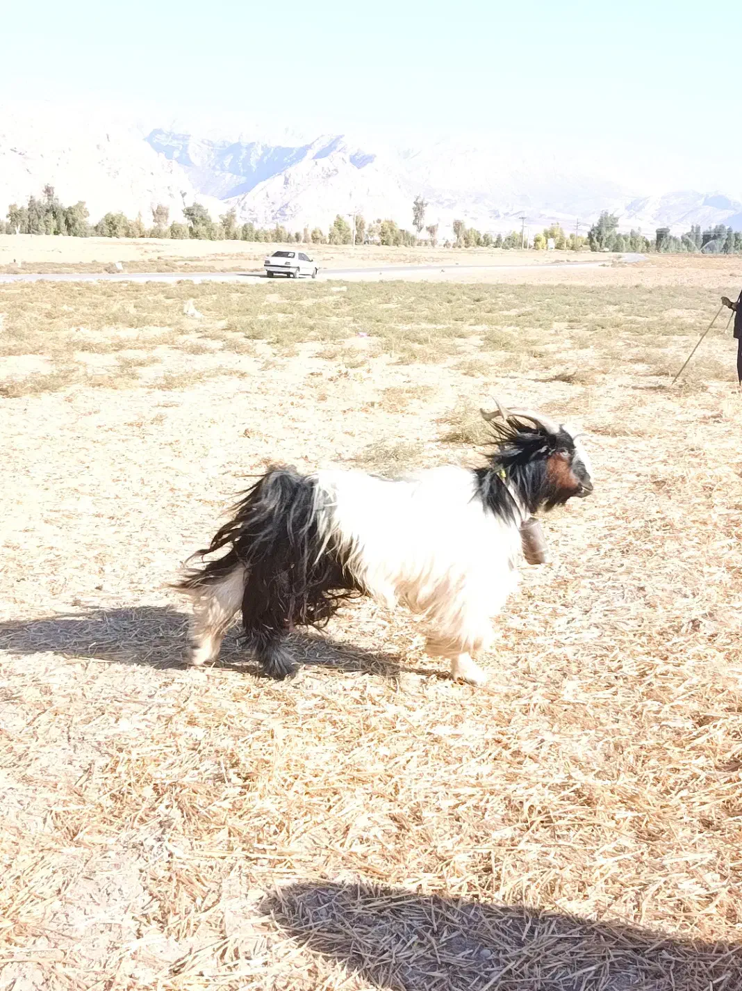 فروش پازن (دوبور) ۲رون|حیوانات مزرعه|باغ ملک, |دیوار