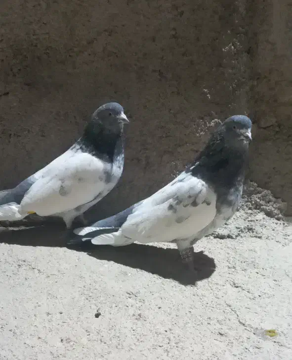 کله دم سبز قدیم درشت وکشیده|پرنده|لالجین, |دیوار