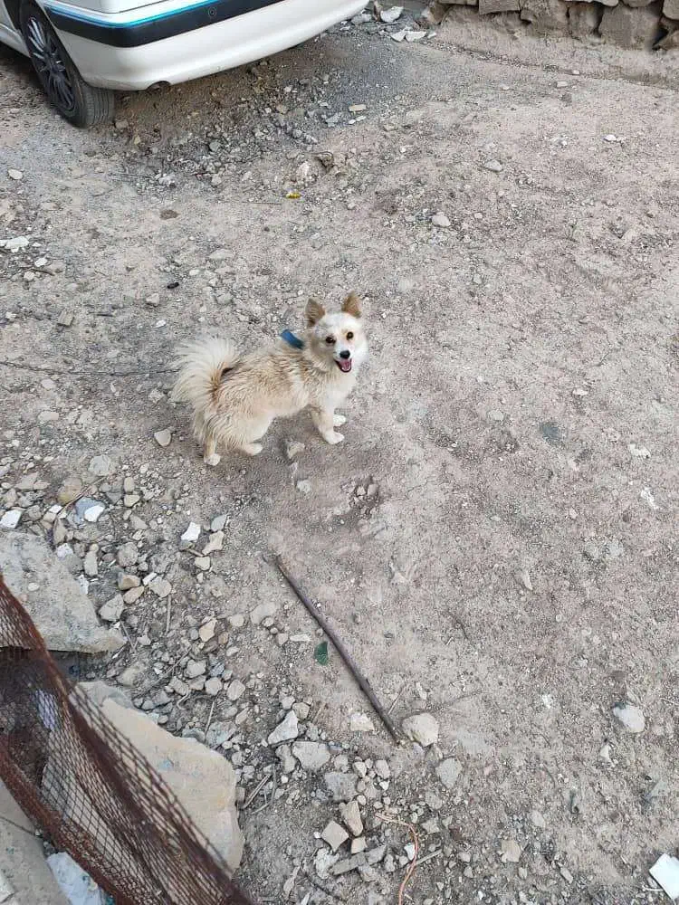 سگ پامر روباهی|سگ|شیراز, گویم|دیوار