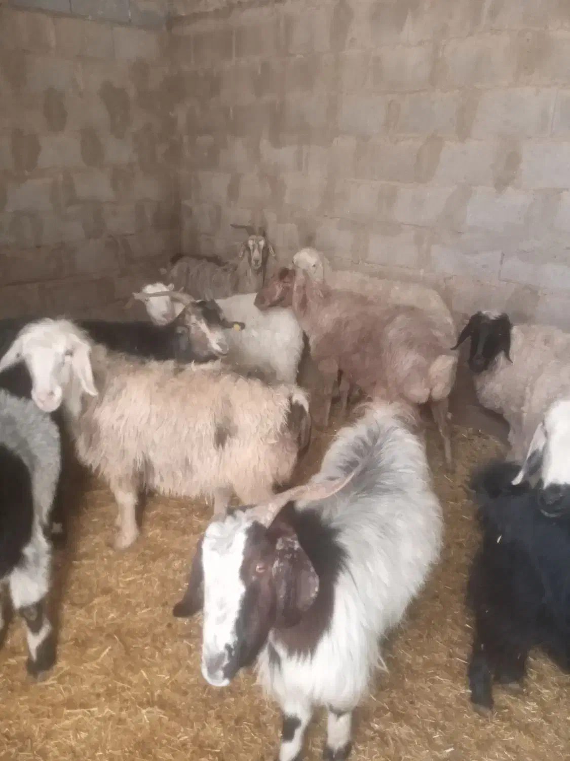 ۱۶ عدد بزو میش ابستن نزدیک|حیوانات مزرعه|یزد, |دیوار