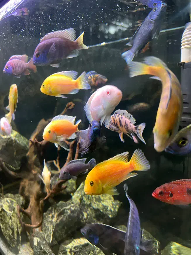 آکواریوم شرکتی|ماهی|مشهد, کوی المهدی|دیوار