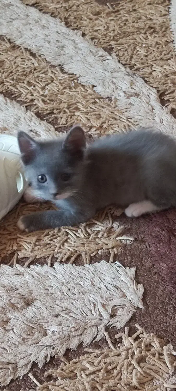 واگذاری گربه خاص|گربه|مشهد, امیریه|دیوار