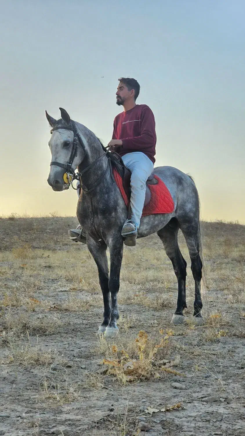 خرید و فروش اسب، پانسیون، آموزش سوارکاری|حیوانات مزرعه|مشهد, کلاکوب|دیوار