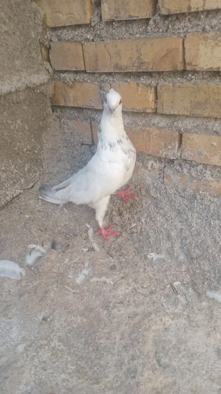 معاوضه با طوقی نر مست خوب|پرنده|لیکک, |دیوار