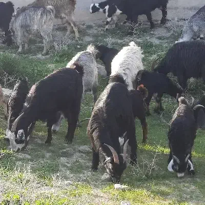 بز داشتی|حیوانات مزرعه|دزفول, |دیوار