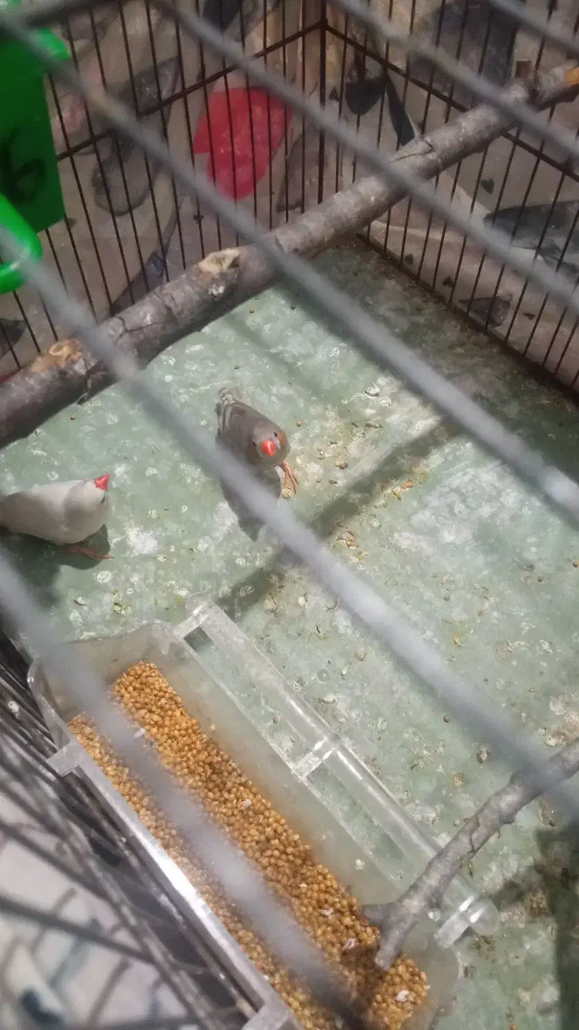 فنچ|پرنده|گرگان, |دیوار