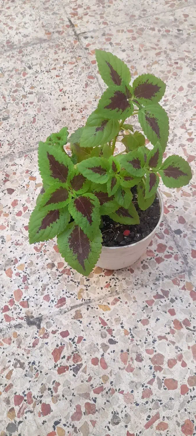 گل و گلدان|گل و گیاه طبیعی|اهواز, بیست متری شهرداری|دیوار