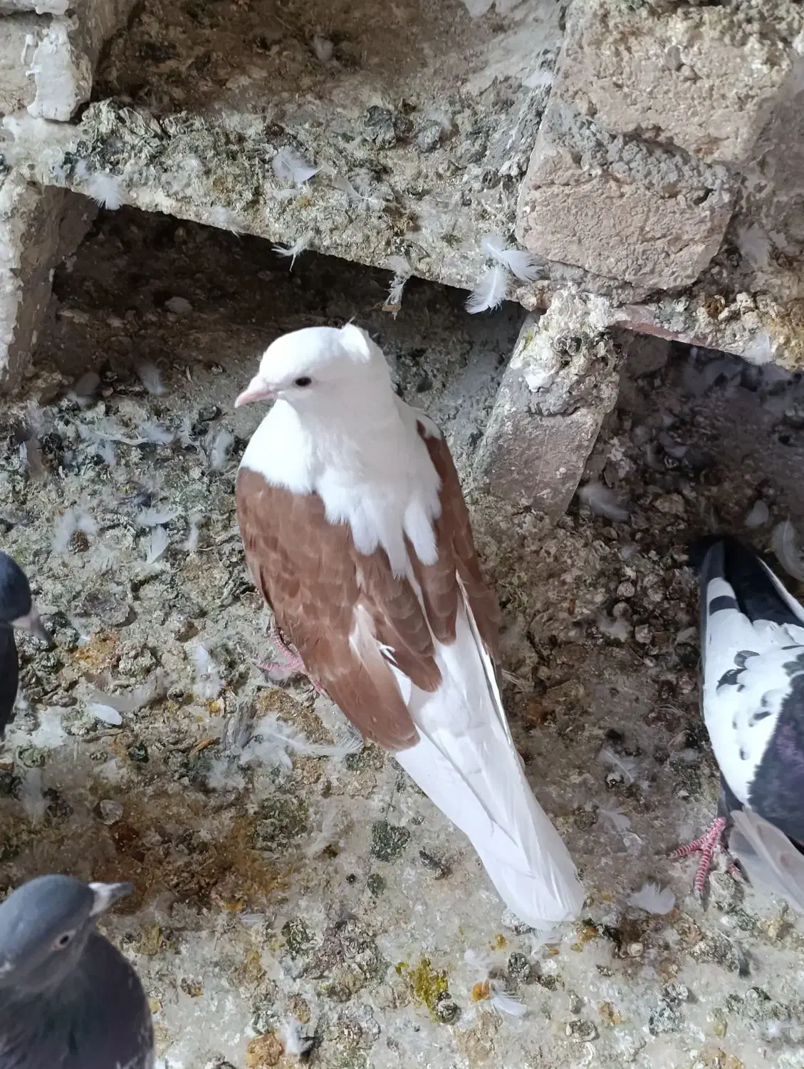 کفتر عروس هلندی پرنده قناری طوطی غیر|پرنده|پاکدشت, پاکدشت (مامازند)|دیوار