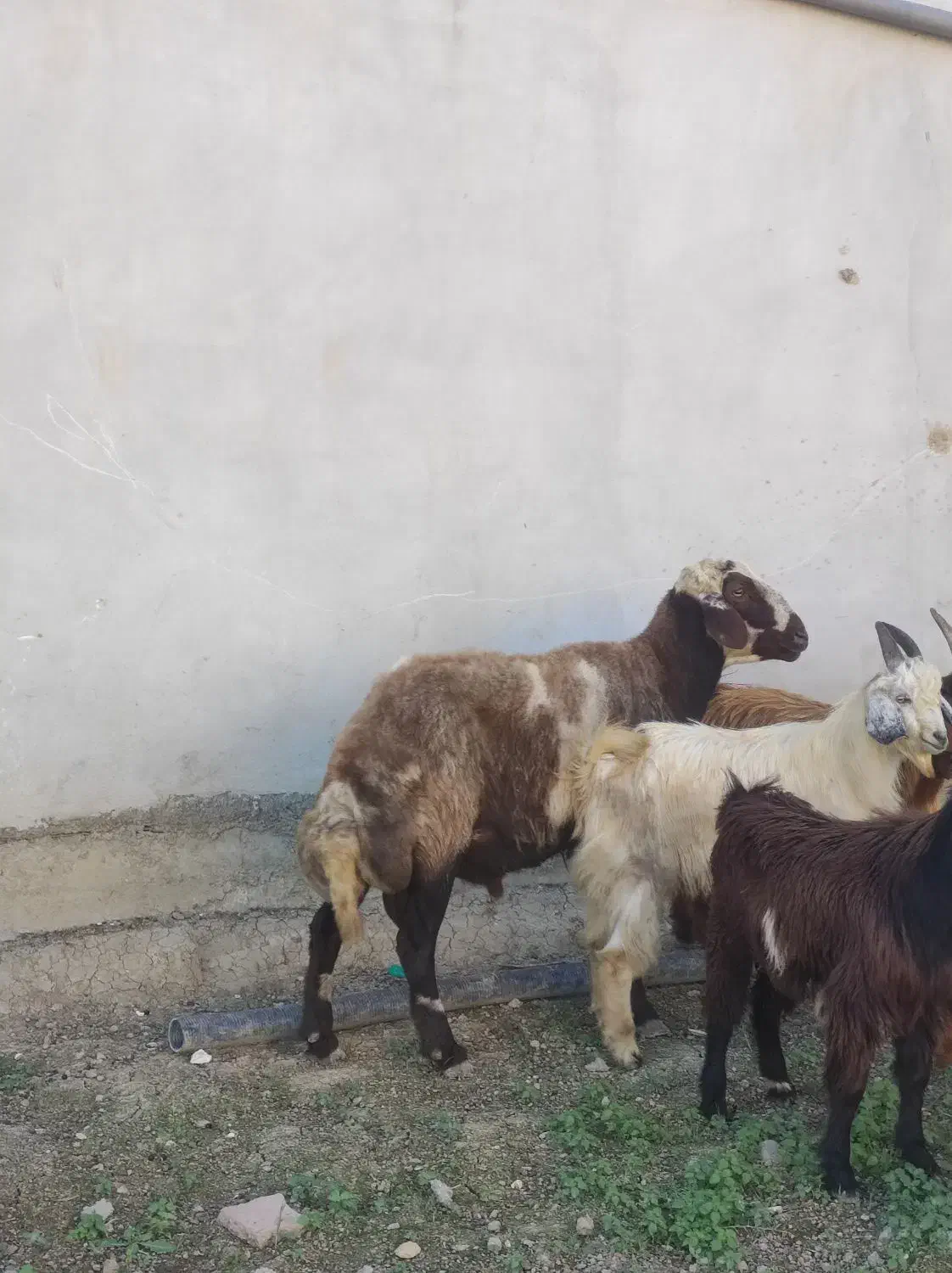 چوش چاتمه و قوچ|حیوانات مزرعه|سیمین شهر, |دیوار