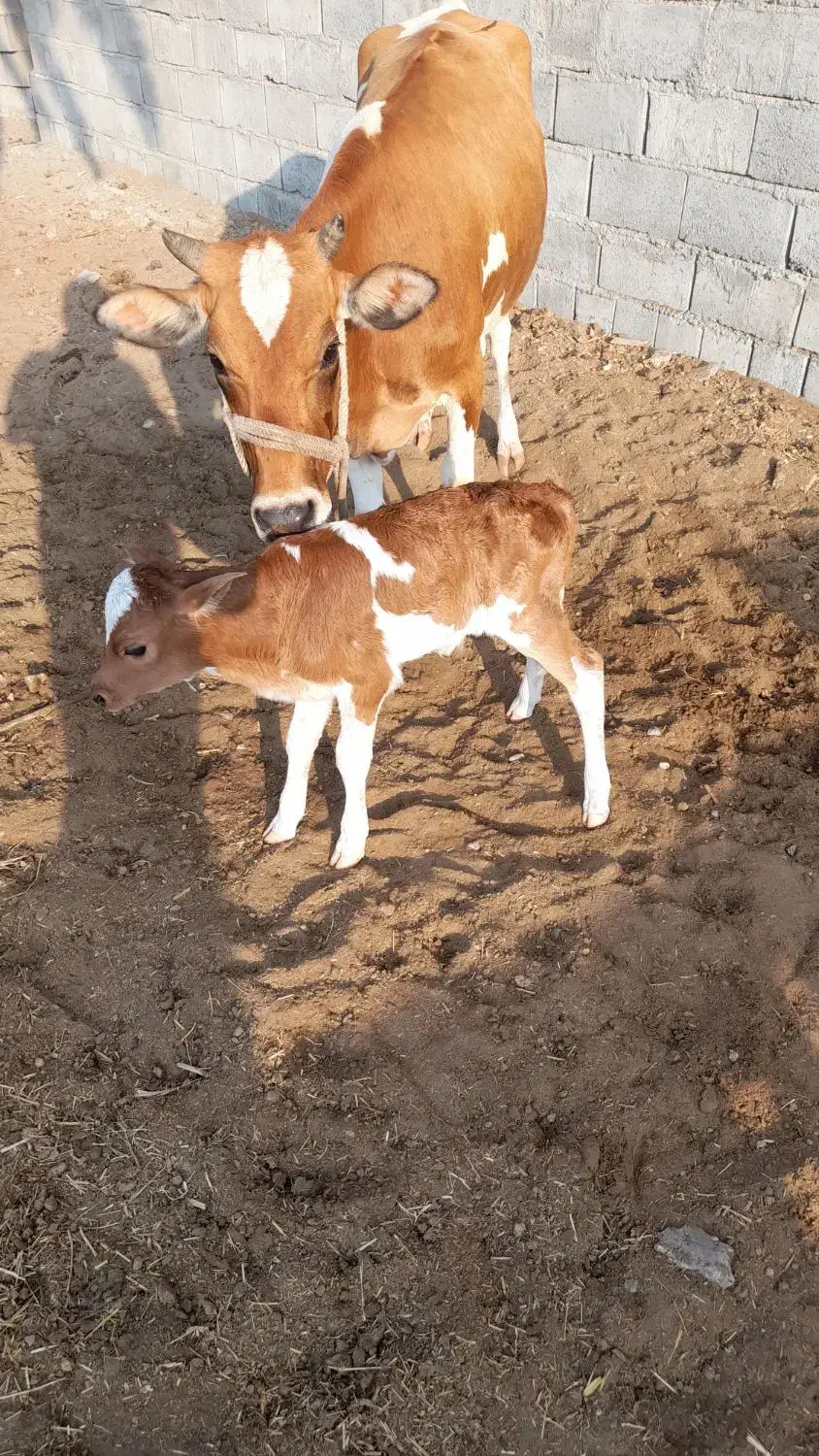 گاو نژادخوب و عالی ۱۵۰میلیون|حیوانات مزرعه|جاسک, |دیوار