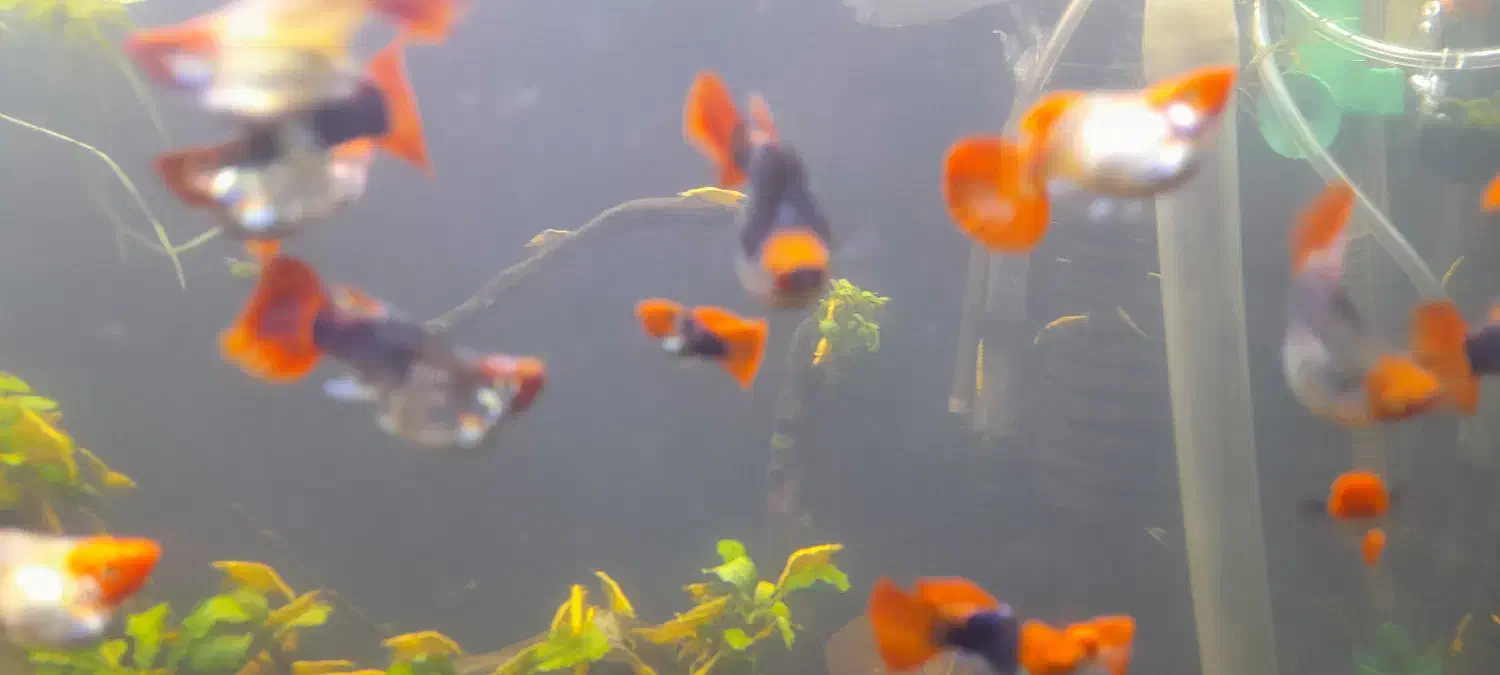 گوپی کوی بالن|ماهی|تهران, مهرآباد|دیوار