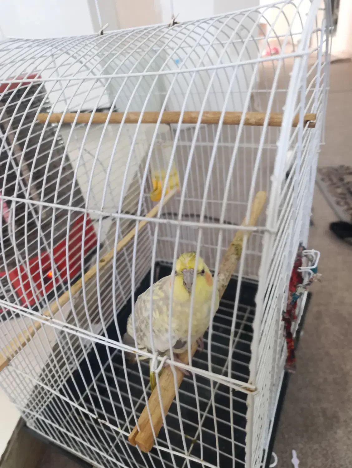 عروس هلندی|پرنده|برازجان, |دیوار