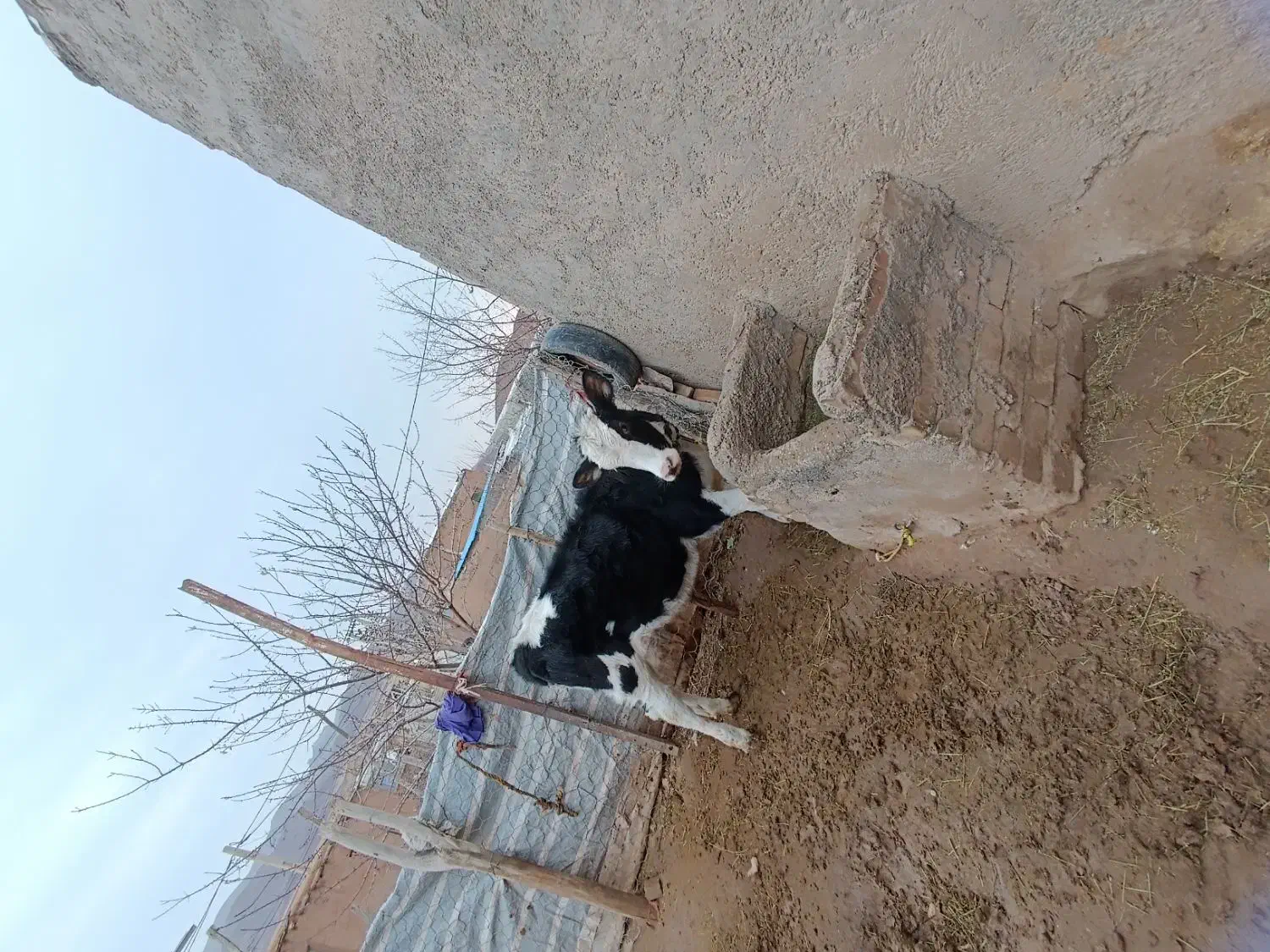 گوساله سیمنتال|حیوانات مزرعه|قیدار, |دیوار