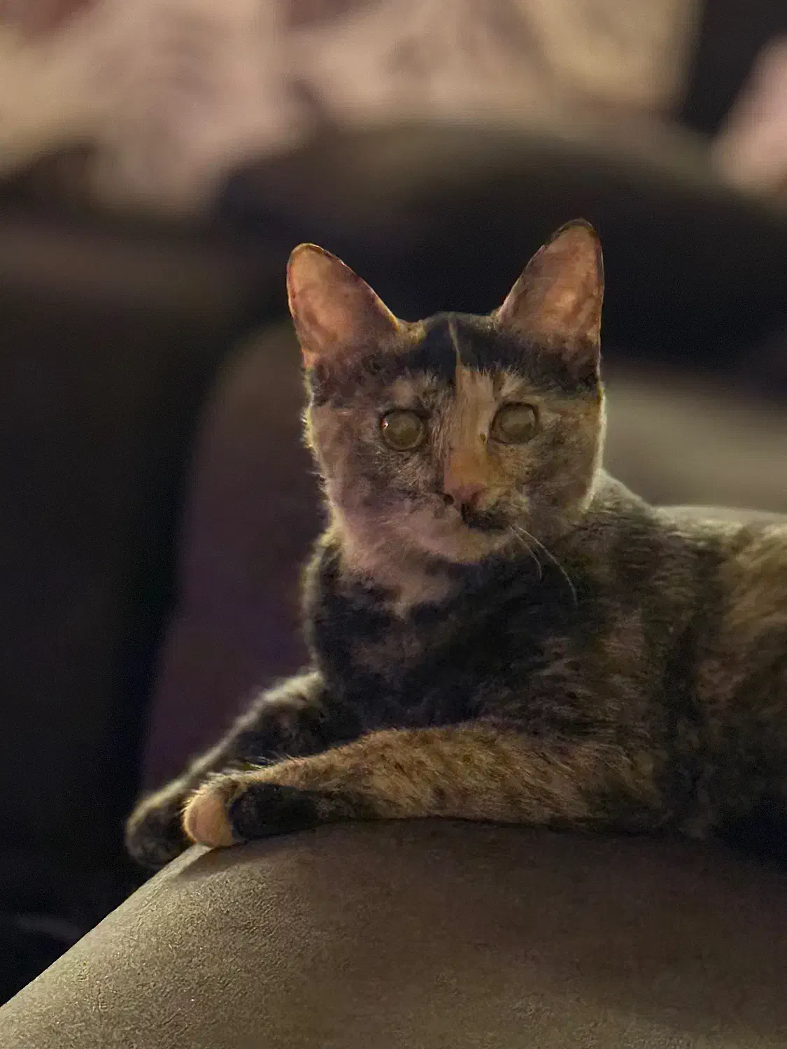 واگذاری گربه|گربه|بندرعباس, |دیوار