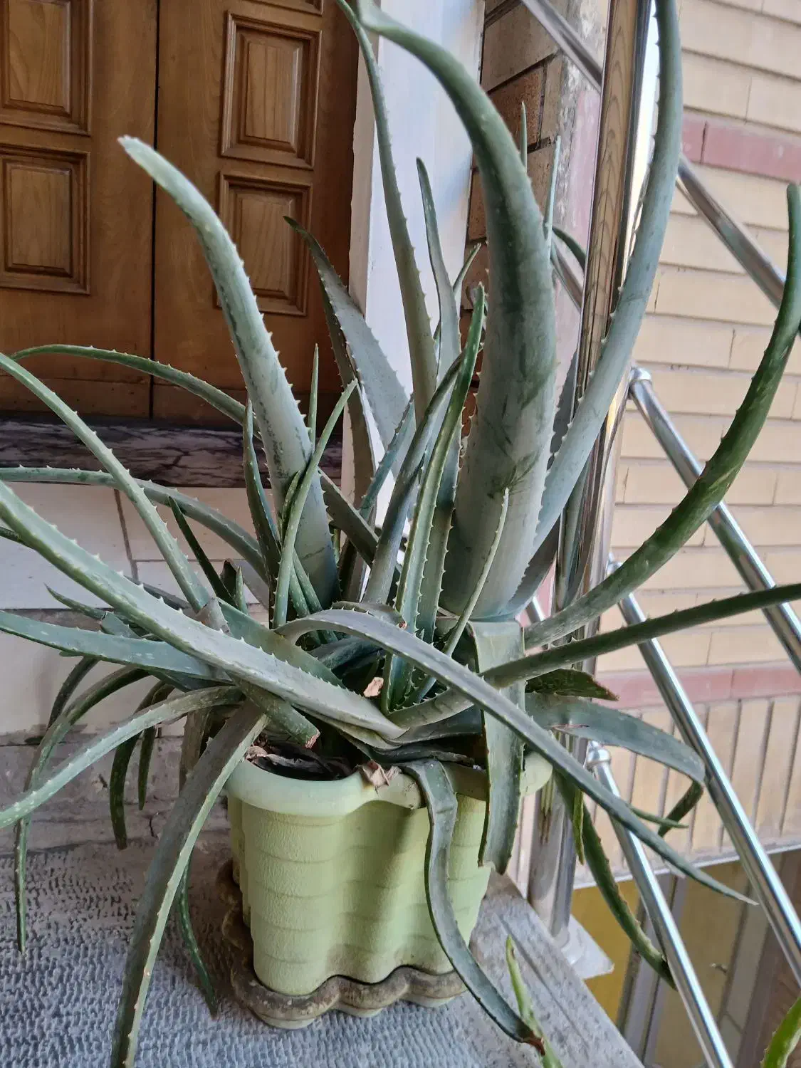 گل و گلدان|گل و گیاه طبیعی|اصفهان, بهارستان (مخابرات)|دیوار