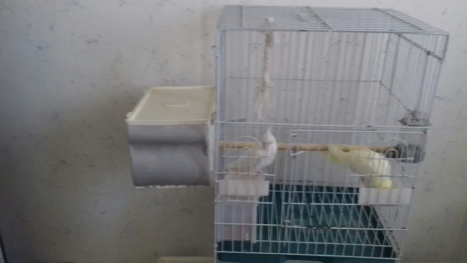 یک جفت عروس هلندی مولد معاوضه با گرینچیک ماده|پرنده|صدرا-فارس, فاز ۲|دیوار