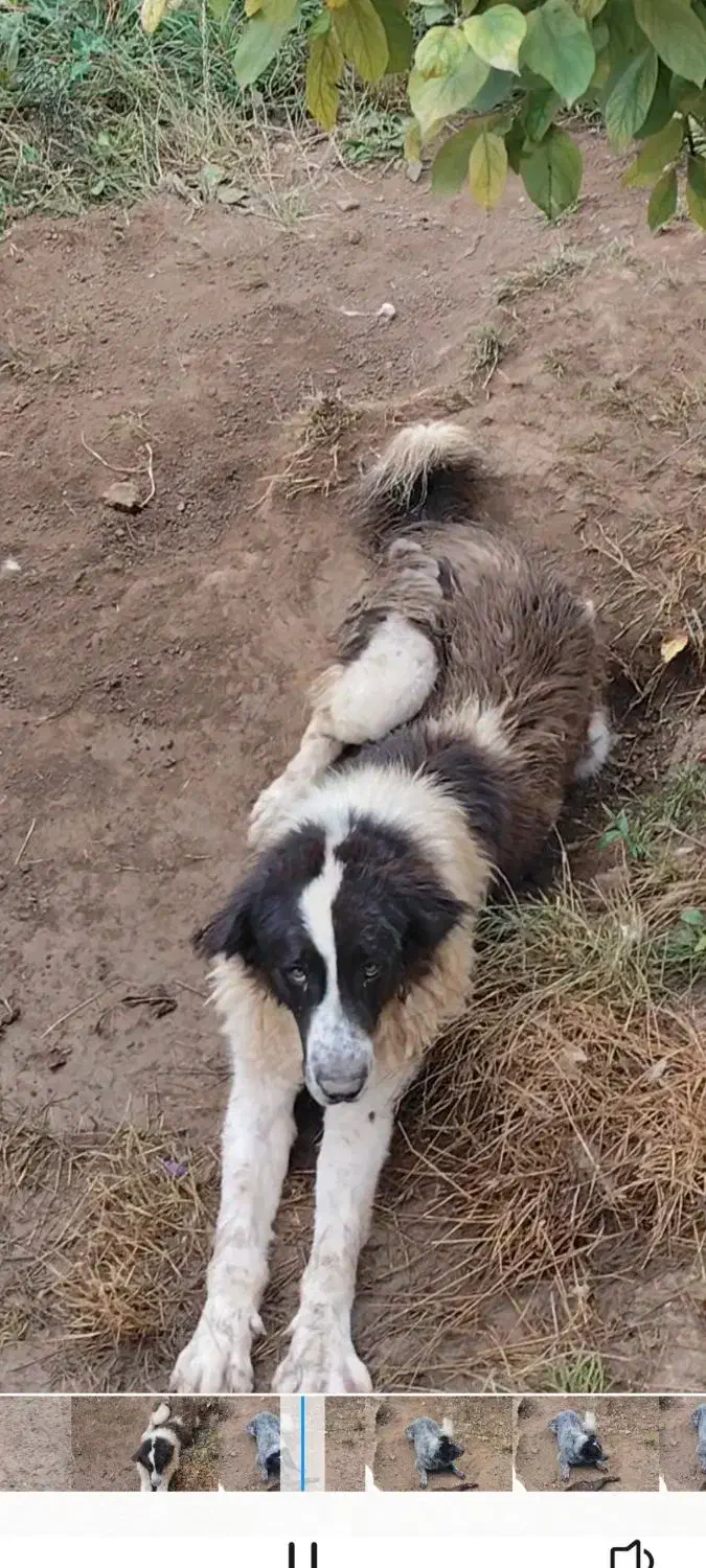 توله سگ قدرجونی|سگ|نوشهر, |دیوار