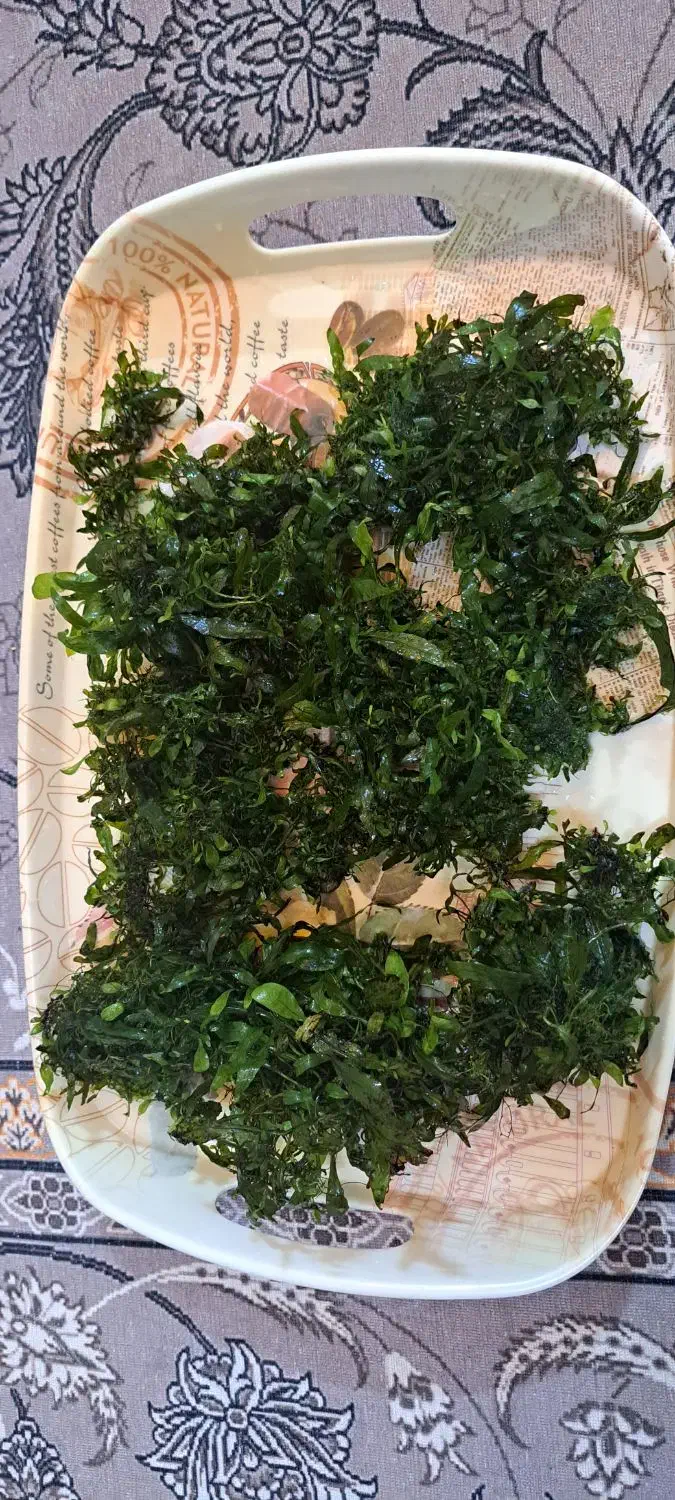 گیاه ابزی .پلنت.تراریوم|گل و گیاه طبیعی|مشهد, کوی المهدی|دیوار