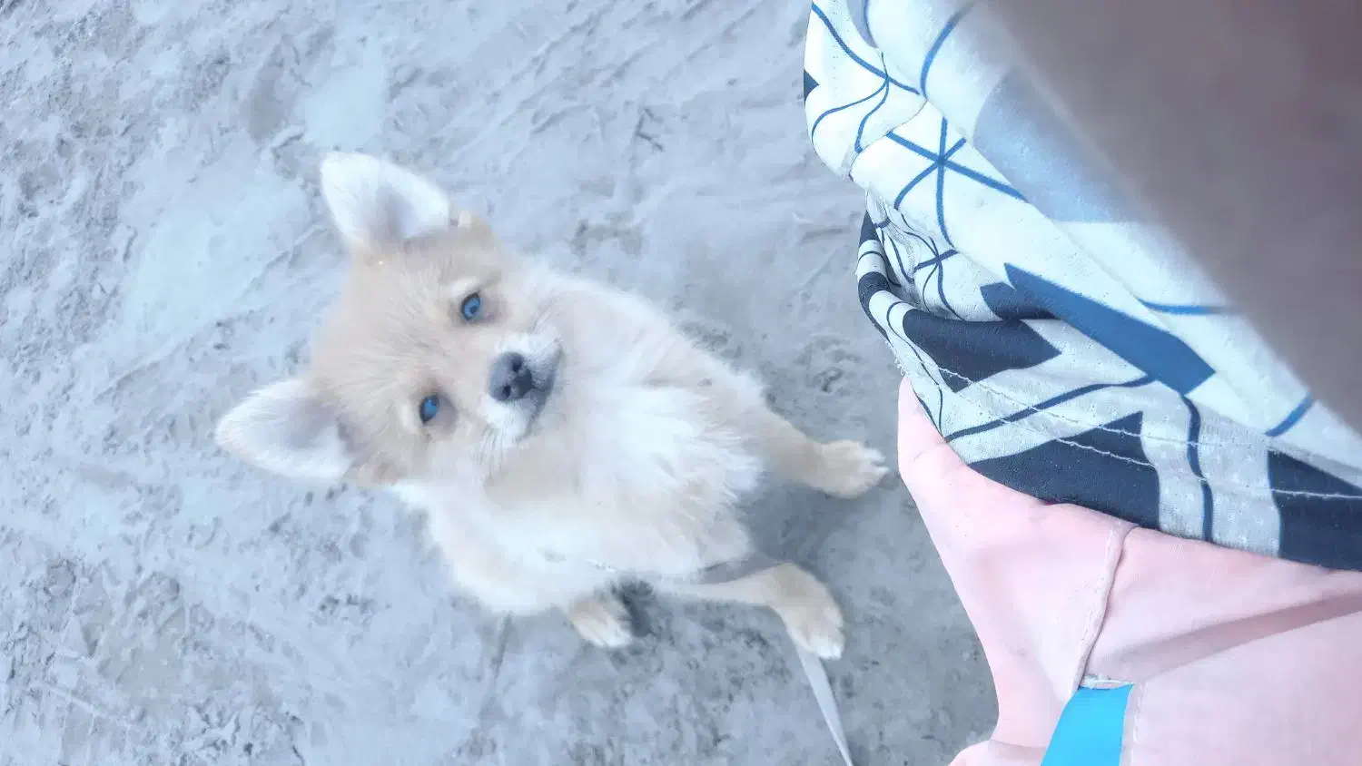 پامرین روباهی ۴ ماه|سگ|بندر انزلی, اطبا|دیوار