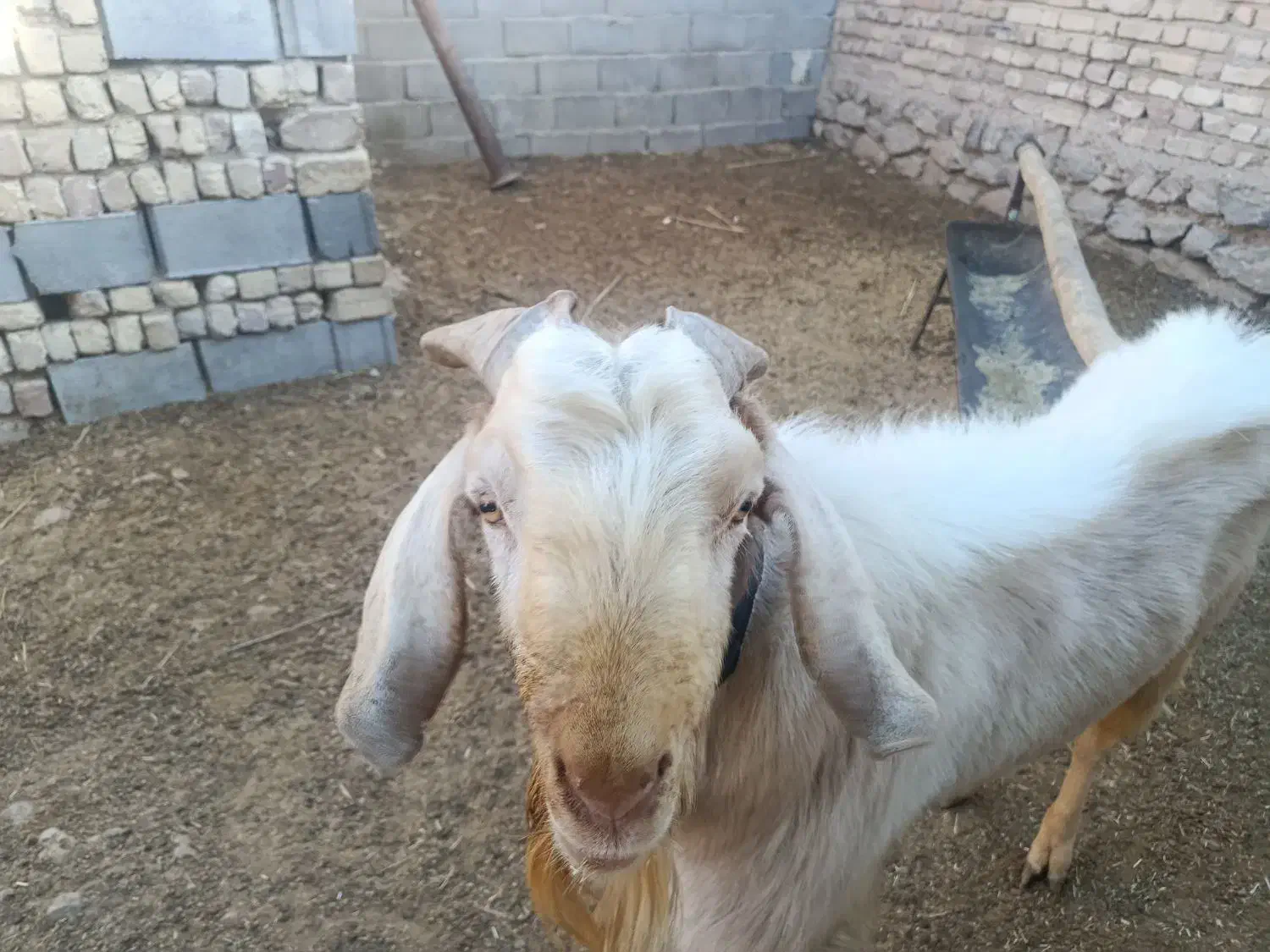 پازن سانن|حیوانات مزرعه|مرودشت, محمد آباد|دیوار