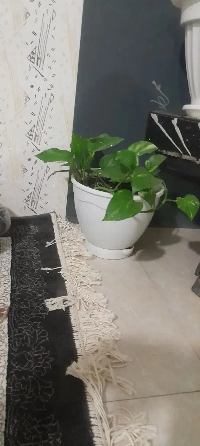 گل طبیعی|گل و گیاه طبیعی|مشهد, رباط طرق|دیوار