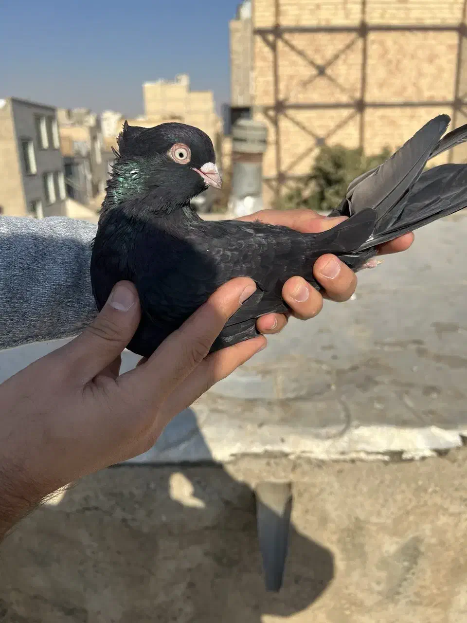 کفتر زاغ ابادانی|پرنده|کرج, حصارک پایین|دیوار