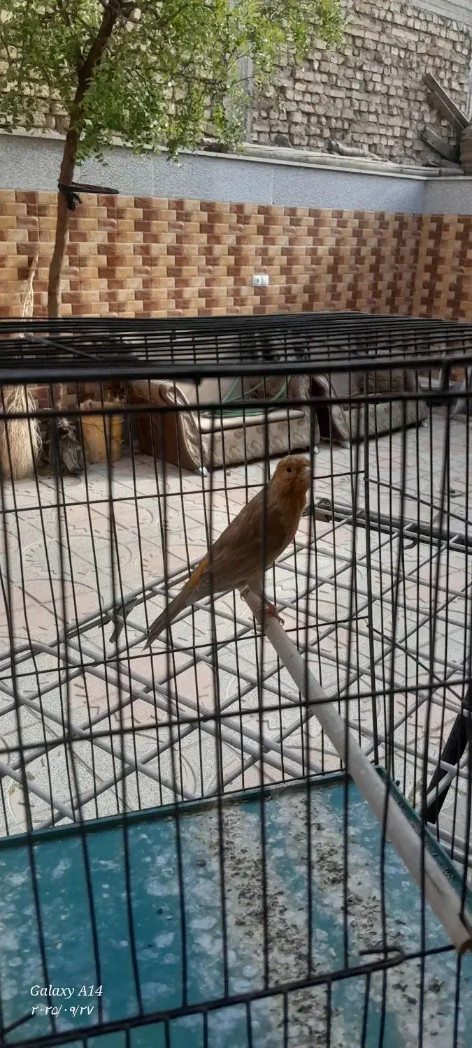 قناری|پرنده|مبارکه, |دیوار