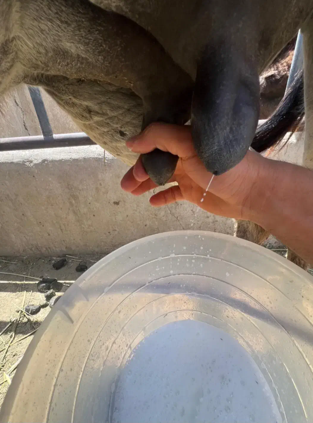 شیرالاغ تازه|خوردنی و آشامیدنی|خرمدره, |دیوار