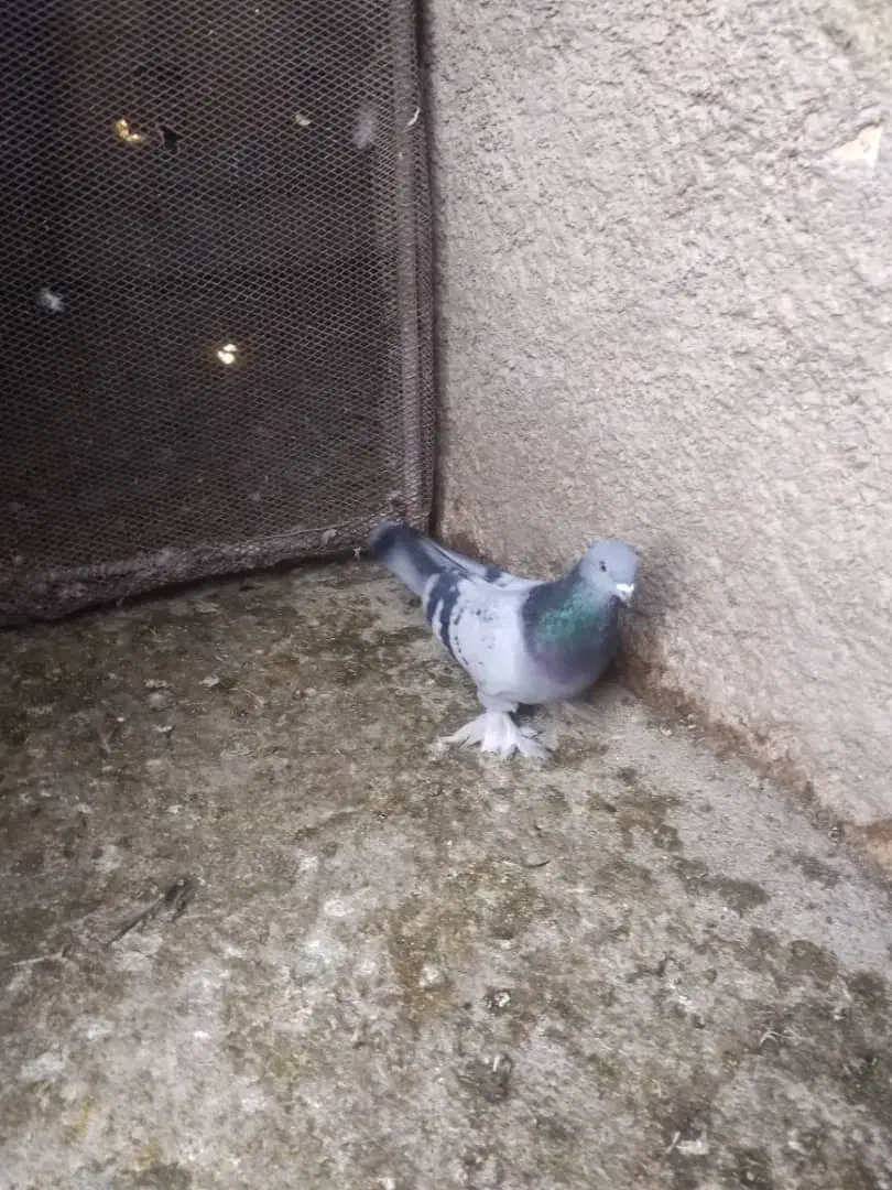 سبز بزن|پرنده|شیراز, تندگویان|دیوار